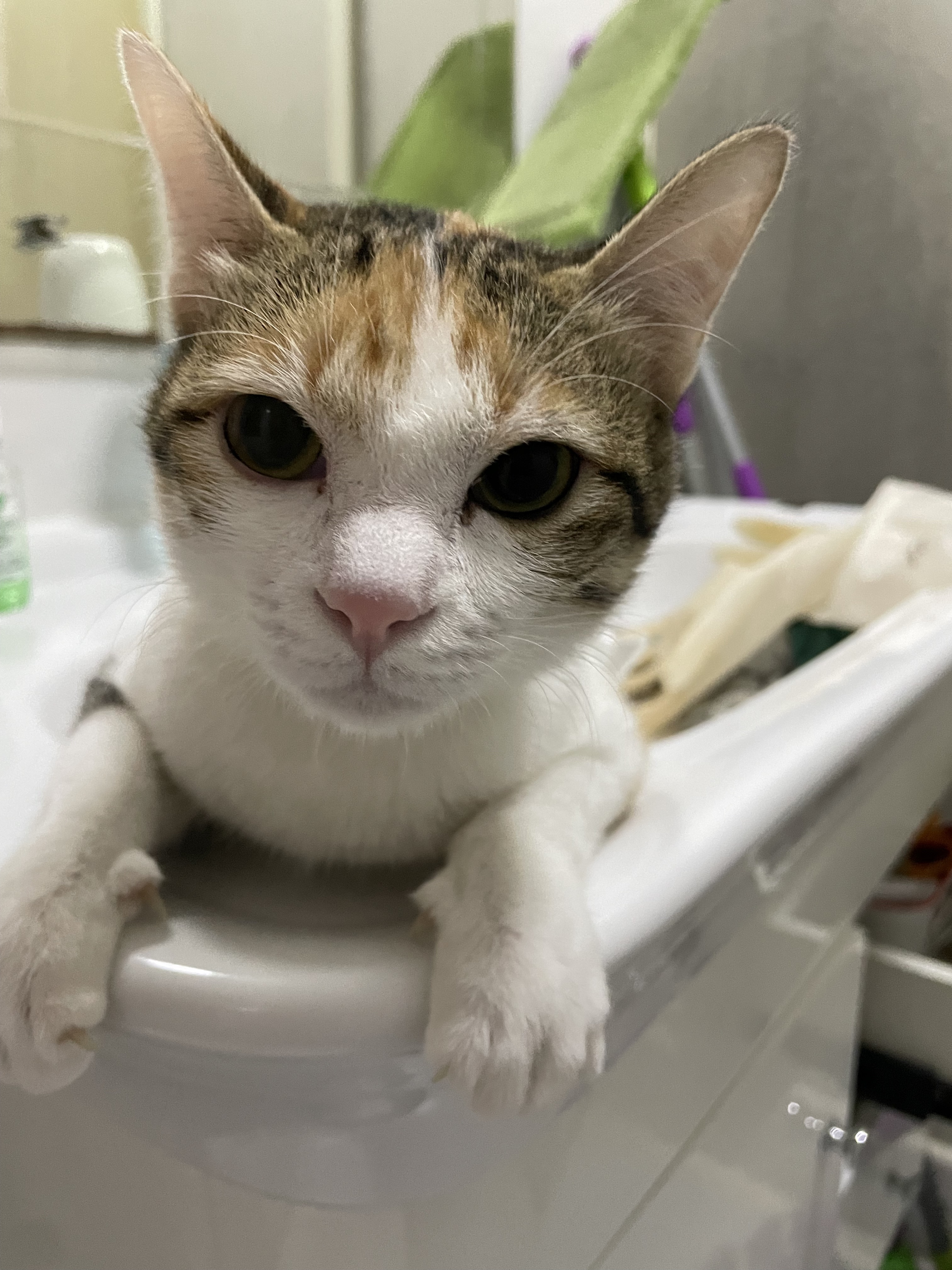 Chili, a paralyzed cat